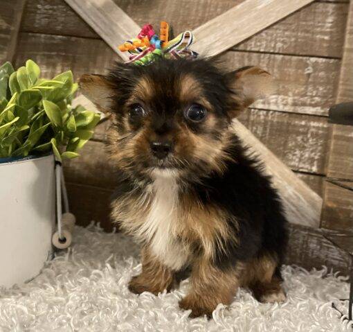 FEMALE YORKIE PUPPY!!! - Image 7