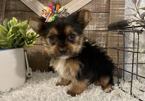 FEMALE YORKIE PUPPY!!! - Image 8