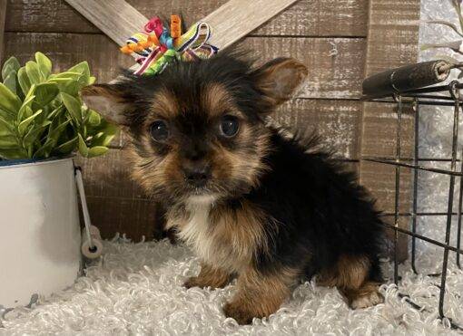 FEMALE YORKIE PUPPY!!! - Image 5