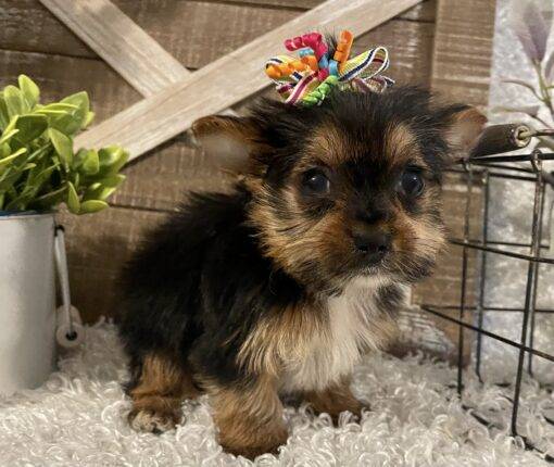 FEMALE YORKIE PUPPY!!! - Image 3