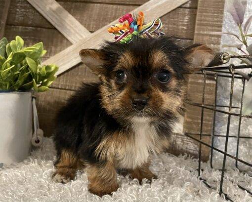 FEMALE YORKIE PUPPY!!! - Image 2