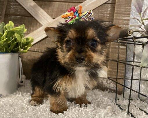 FEMALE YORKIE PUPPY!!! - Image 4