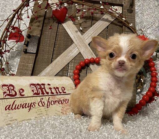 MALE CHIHUAHUA PUPPY!!!- RESERVED FOR ADOPTION!!!