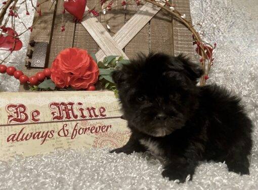 MALE MORKIE PUPPY!!! - Image 4