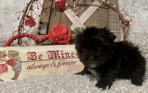 MALE MORKIE PUPPY!!! - Image 8