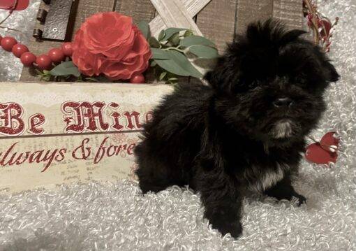 MALE MORKIE PUPPY!!! - Image 2