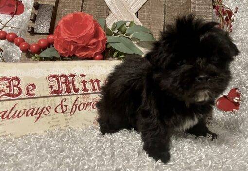 MALE MORKIE PUPPY!!! - Image 6