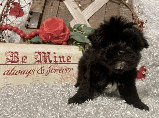 MALE MORKIE PUPPY!!!