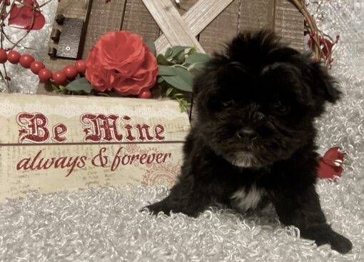 MALE MORKIE PUPPY!!! - Image 7