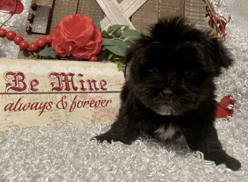 MALE MORKIE PUPPY!!! - Image 5