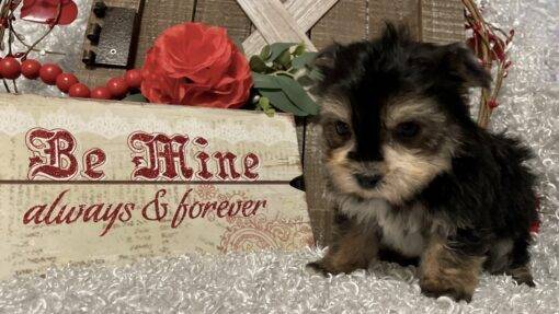 MALE MORKIE PUPPY!!! - Image 4