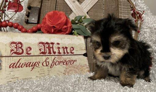 MALE MORKIE PUPPY!!! - Image 7