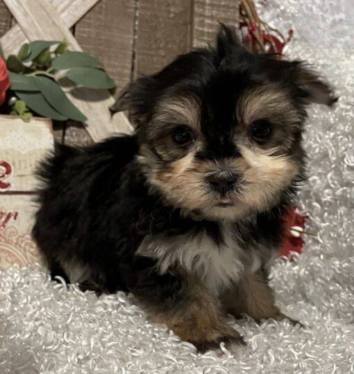 MALE MORKIE PUPPY!!!