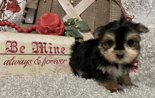 MALE MORKIE PUPPY!!! - Image 9