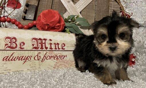 MALE MORKIE PUPPY!!! - Image 2