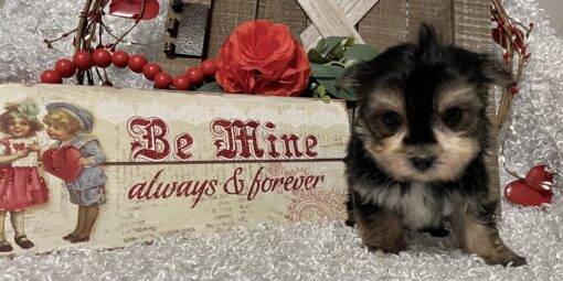 MALE MORKIE PUPPY!!! - Image 6