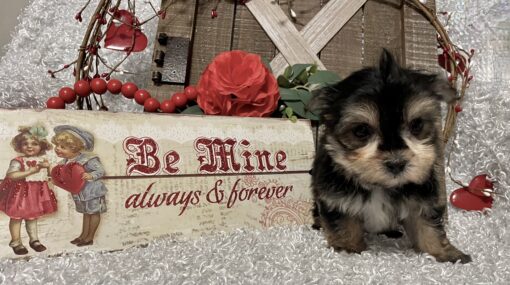 MALE MORKIE PUPPY!!! - Image 3