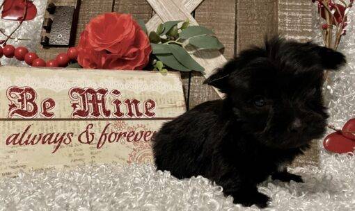 MALE YORKIE PUPPY!!! - Image 7