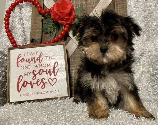 MALE MORKIE PUPPY!!! - Image 4