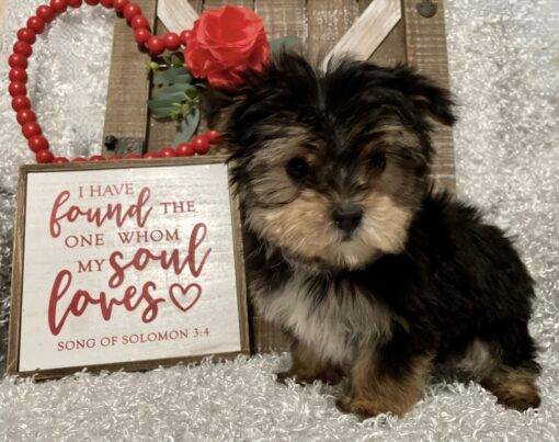 MALE MORKIE PUPPY!!! - Image 3