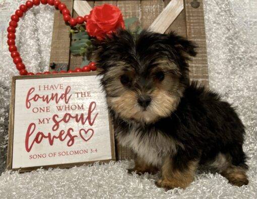 MALE MORKIE PUPPY!!! - Image 8