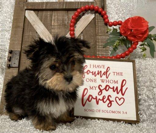 MALE MORKIE PUPPY!!! - Image 6