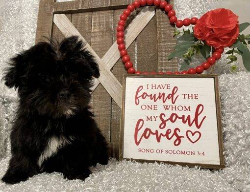 MALE MORKIE PUPPY!!! - Image 4