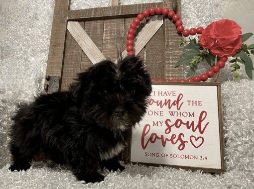 MALE MORKIE PUPPY!!! - Image 5