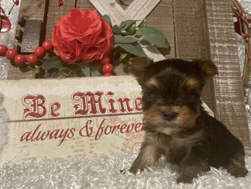 FEMALE YORKIE PUPPY!!! -- RESERVED FOR ADOPTION!!! - Image 4