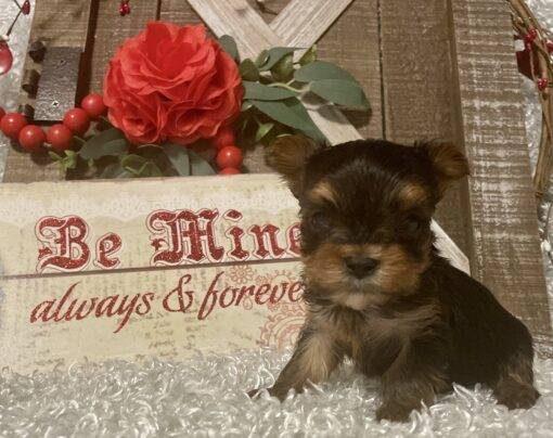 FEMALE YORKIE PUPPY!!! -- RESERVED FOR ADOPTION!!! - Image 7