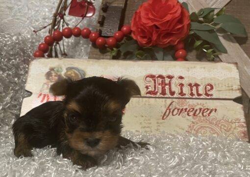 FEMALE YORKIE PUPPY!!! -- RESERVED FOR ADOPTION!!! - Image 6