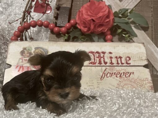 FEMALE YORKIE PUPPY!!! -- RESERVED FOR ADOPTION!!! - Image 3