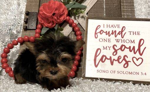 FEMALE YORKIE PUPPY!!! -- RESERVED FOR ADOPTION!!! - Image 11