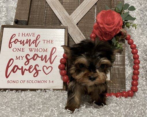 FEMALE YORKIE PUPPY!!! -- RESERVED FOR ADOPTION!!! - Image 12